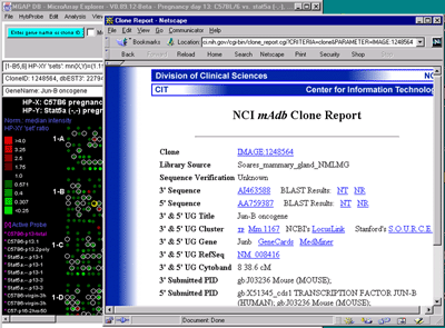 Example of NCI/CIT mAdb popup Web browser page for current gene