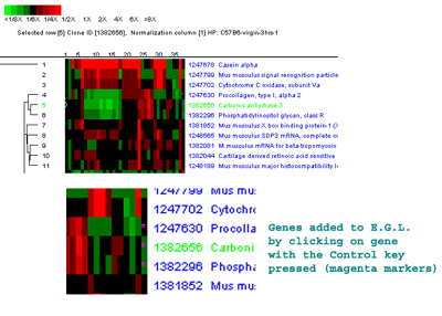 Selecting genes from Hierarchical clustering plots for the E.G.L. gene list