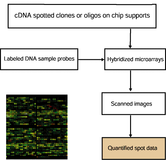 Overview of data preparation for quantified spot data used by MAExplorer